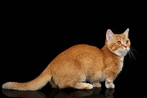 Munchkin cats